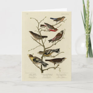 Finch, Jagd, Grosbeak, Audubon Birds of America Karte