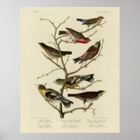 Finch, Jagd, Grosbeak, Audubon Birds of America