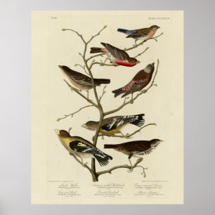 Finch, Jagd, Grosbeak, Audubon Birds of America Poster
