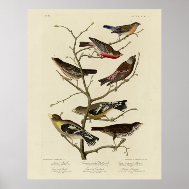 Finch, Jagd, Grosbeak, Audubon Birds of America Poster (Vorne)
