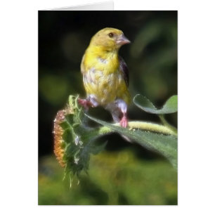 Finch jaune