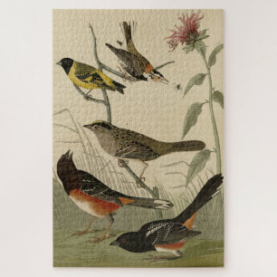 Finch, Towhere, Sparrow, Audubons Vögel von Amerik