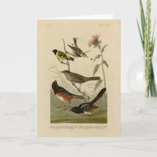Finch, Towhere, Sparrow, Audubons Vögel von Amerik Karte