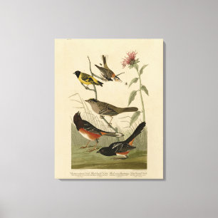 Finch, Towhere, Sparrow, Audubons Vögel von Amerik Leinwanddruck