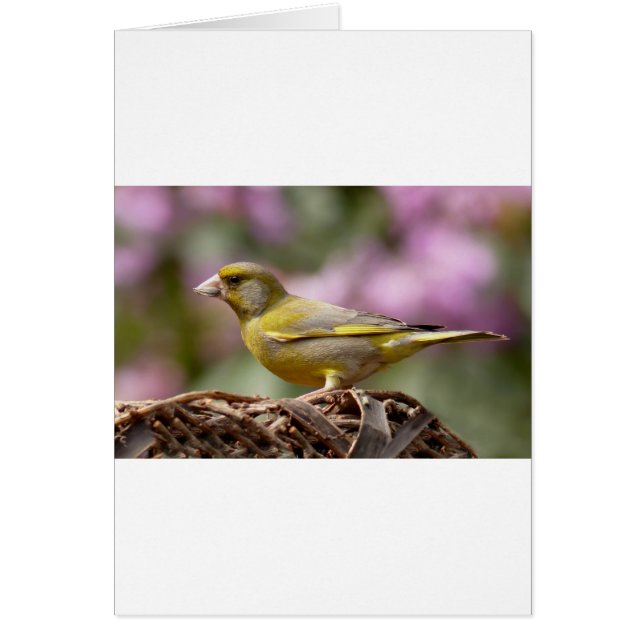 Finch vert (Devant)