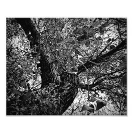 Finden Sie mich in den Bäumen Fotodruck