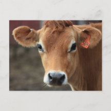 Findest du nicht, dass ich Hübsch Jersey Cow bin?
