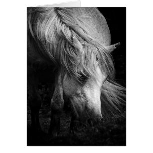 Fine Art Pony Head and Mane Blanche Notelet / Kart