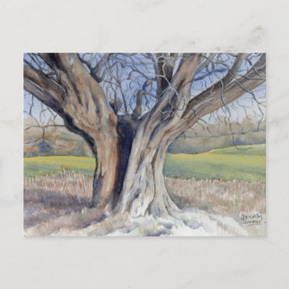 Fine Art Postcard - Ancient English Tree Postkarte