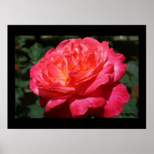 Fine Art Prints Red Pink Rose Blume Floral Poster
