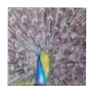 Fine Feather Peacock Paating Plumage Fliese