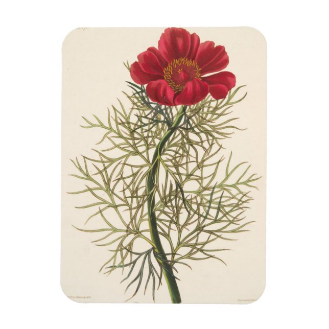 Fine Leaved Paeony Magnet (Vertikal)