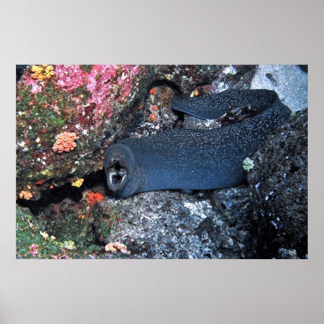 Finespotted Moray Poster (Vorne)