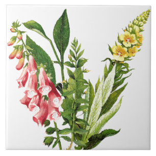 Fingerhut-Blumen-Blume-Botanik-Fliese Fliese