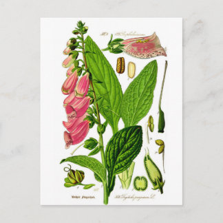 Fingerhut (Digitalis purpurea) Botanische Illustra Postkarte