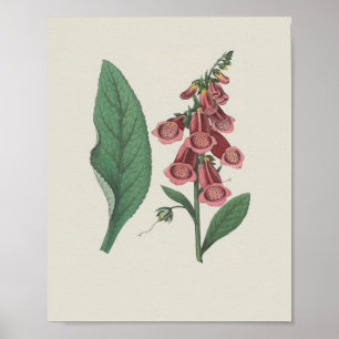 Fingerhut-Wildblume Botanische Blume Poster