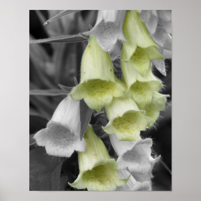 Fingerhutblüten Teilfarbe Poster (Vorne)
