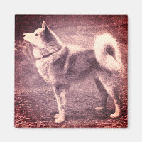Finnische Spitz - Vintages Foto