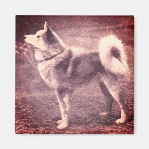Finnische Spitz - Vintages Foto Magnet