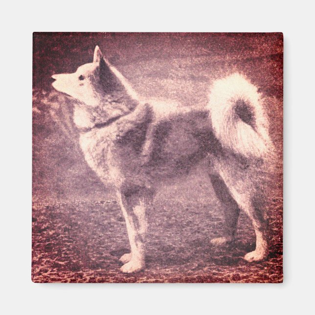 Finnische Spitz - Vintages Foto Magnet (Vorne)