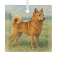 Finnischer Spitz