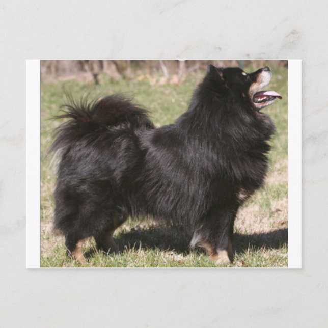 finnish lapphund full postkarte (Vorderseite)