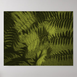 Fir-Blätter in Sepia Poster