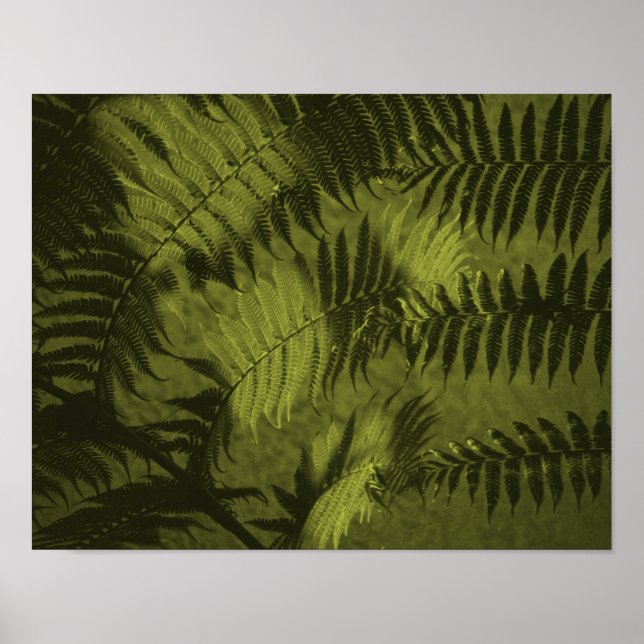 Fir-Blätter in Sepia Poster (Vorne)