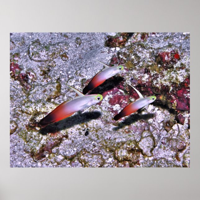 Fire Goby Trio Poster (Vorne)
