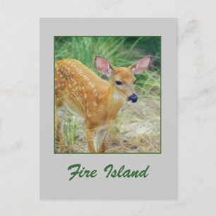 'Fire Island Fawn' Postcard Postkarte