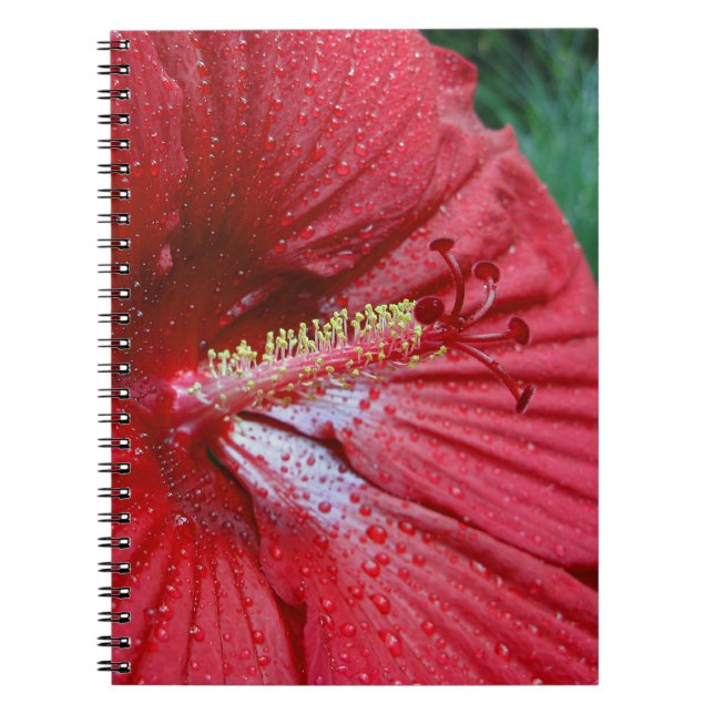 Fireball Hibisken Blume mit Raindropp Foto Notizblock (Vorderseite)