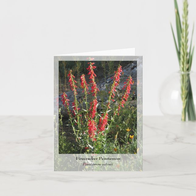Firecracker Penstemon - Carte pour notes natif (Devant)