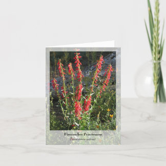Firecracker Penstemon - Native Notecard Karte
