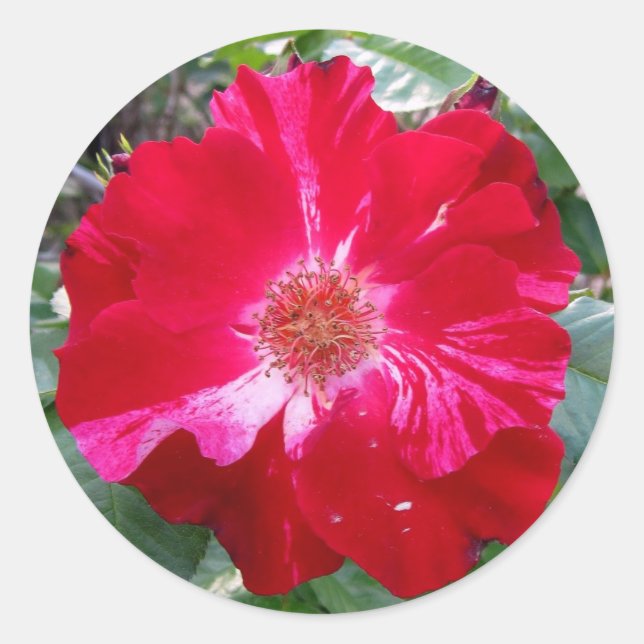 Firecracker-Rose ~ Single Bloom Runder Aufkleber (Vorderseite)
