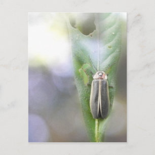 Firefly - Photuris Pyralis Postkarte