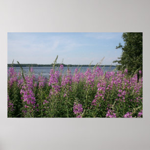 Fireweed-Strand Poster
