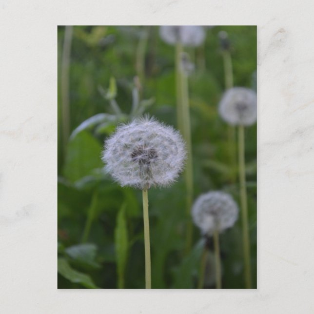 First Wish Postkarte (Vorderseite)