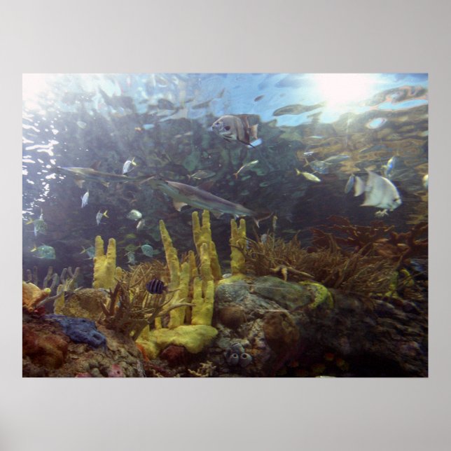 Fisch2 Poster (Vorne)