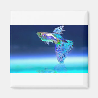 Fisch-2358741_1920 Magnet