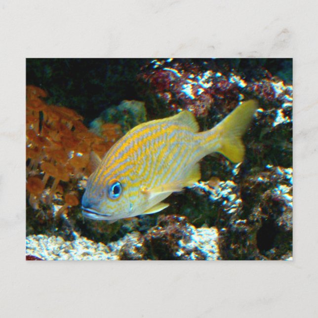 Fisch 2 Postkarte (Vorderseite)
