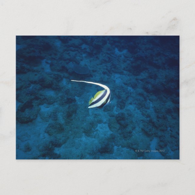 Fisch 2 postkarte (Vorderseite)