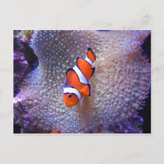 Fisch, Clownfisch Postkarte (Vorderseite)