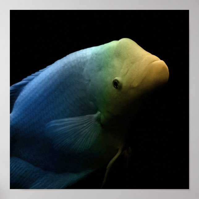 Fisch im Tank - Kunstfotografie Poster (Vorne)