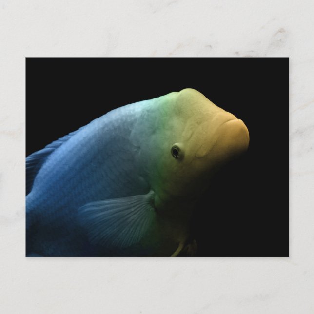 Fisch im Tank - Kunstfotografie Postkarte (Vorderseite)