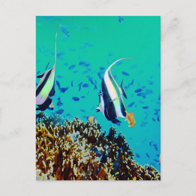 Fisch in den finnischen Gewässern Postkarte (Vorderseite)