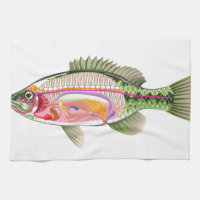 Fisch-innere Organe vektorkunst-Diagramm Anatomie