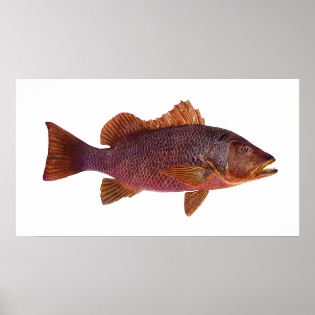 Fisch - Lila Meeresperle - Lutjanus-Superbus Poster (Vorne)