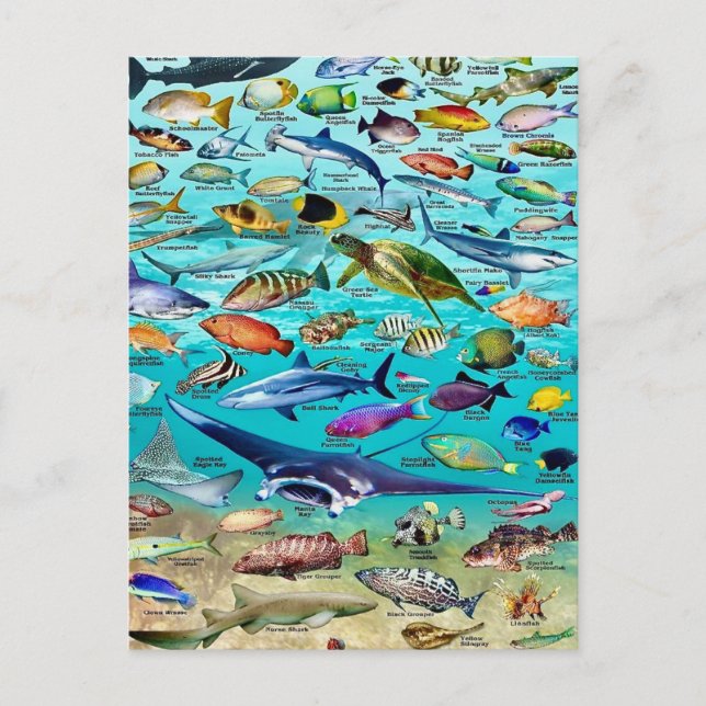 Fisch & Mehr Fisch Postkarte (Vorderseite)