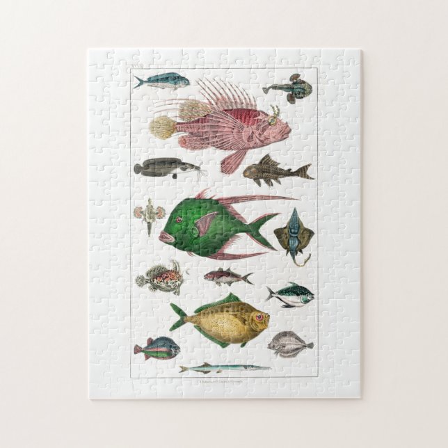 Fisch, Ozean, niedlich, Meer, Wasser, Tier, Fische (Vertikal)