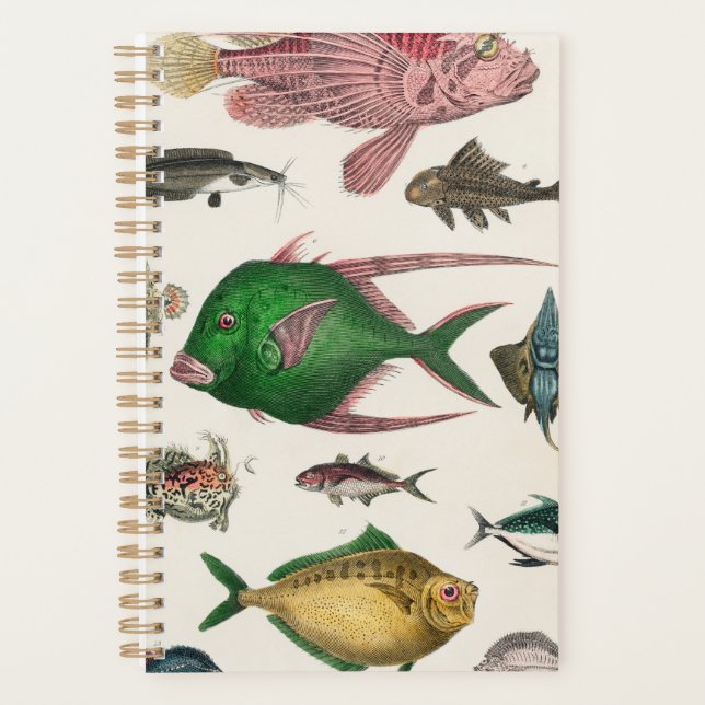 Fisch, Ozean, niedlich, Meer, Wasser, Tier, Fische Planer (Vorderseite)